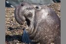 Elephant Seal Yawn